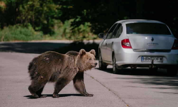 Romania to step up cull of brown bears after hiker killed