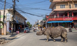 A one-horned rhino wanders along a street in Sauraha, near Chitwan National Park, Nepal. A local newspaper reported that rhinos were venturing outside the national park because of grassland and wetland depletion due to climate change