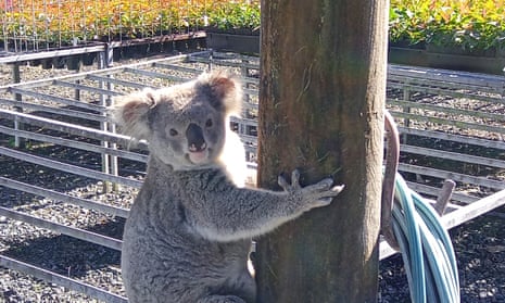 Aura Kalmerende Koala Knuffel - Voor Ontspanning en Stressverlichting Aura Kalmerende Koala Knuffel - Voor Ontspanning en Stressverlichting