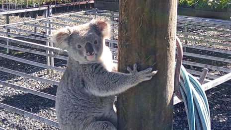 It seems to be like a cross between a koala and a possum – and it’s in large hassle, Australian conservationists say