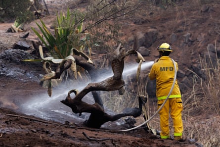 A firefighter hoses down a tree stump amid a severely fire-damaged landscape