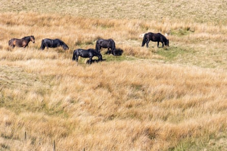 A group of black ponies cropping grass