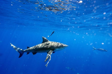a shark in water