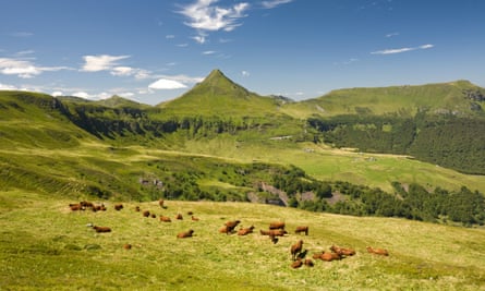Summering cows of the Salers breed on Cantal pastures in the Auvergne des volcans natural regional park, Auvergne, France.
