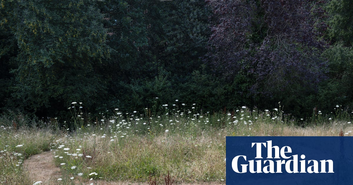 Sod's law: what can two turf swaps 40 years apart tell us about Britain's biodiversity crisis?