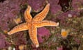 Common starfish, L'Etoile de mer