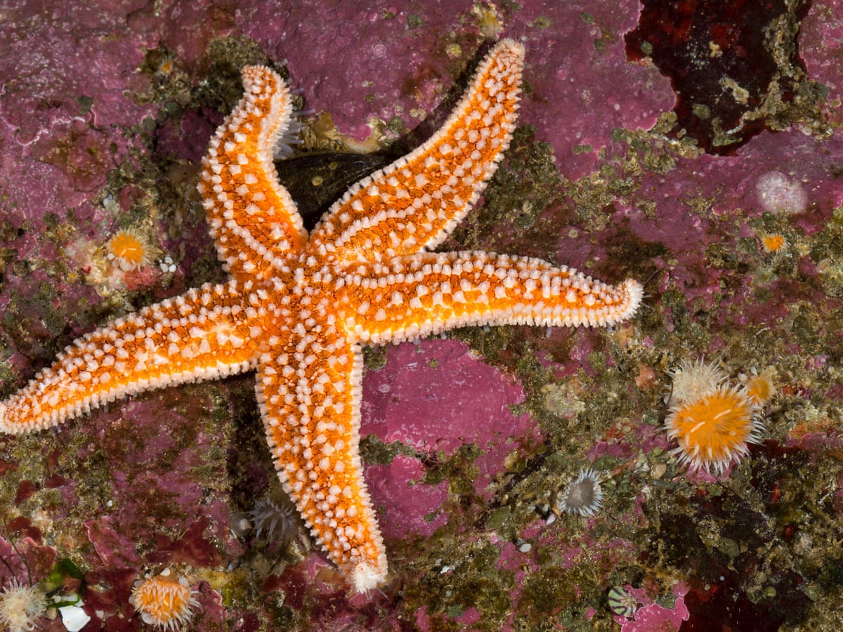 starfish have