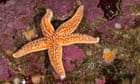 Starfish 'arms' are actually extensions of their head, scientists say