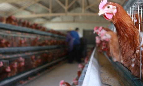 Chickens roost at a poultry farm in China.