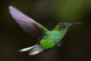 A coppery headed emerald hummingbird
