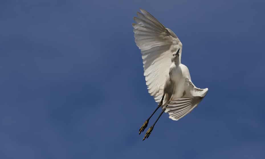 A little egret in Birmingham on 18 March.