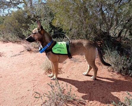 JoJo the five-year-old kelpie-jack russell-whippet cross.
