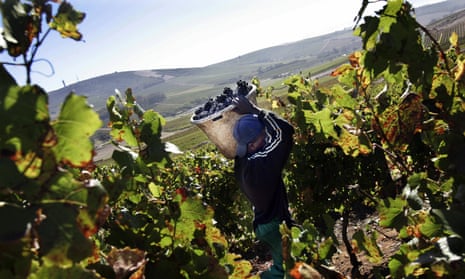 Photograph of vineyard on Durbanville hills.