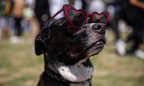 A dog in heart-shaped sunglasses.