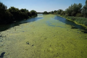 The Jubilee river, covered in algae near Dorney in Berkshire