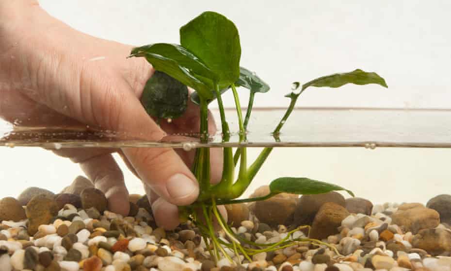 The water margin: aquatic plants will thrive indoors using the wabi kusa technique.