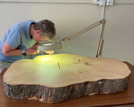 A person studying a cross-section of the tree trunk under a magnifying glass