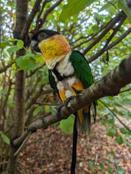 One of Virginia Trott’s parrots.