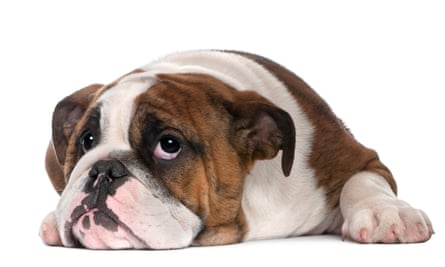 English Bulldog puppy.