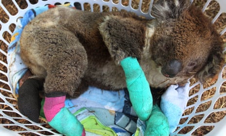 An injured koala rests in a washing basket on Kangaroo Island