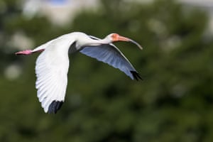 A white ibis in flight