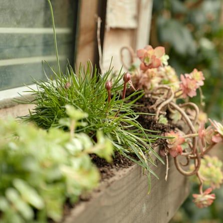 Top-dress window boxes to lock in moisture.