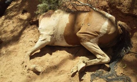 A horse that died at the dried up Apwerte Uyerreme waterhole