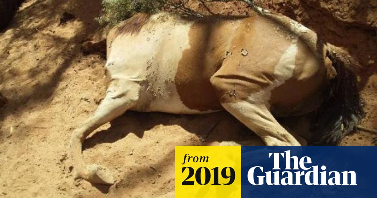 Animals dying of thirst in central Australia may be culled as 2,500 camels  shot in WA | Animals | The Guardian
