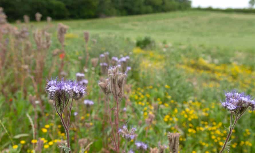 Field margins and areas of scrubland can be rich ecological niches, that also provide corridors for wildlife