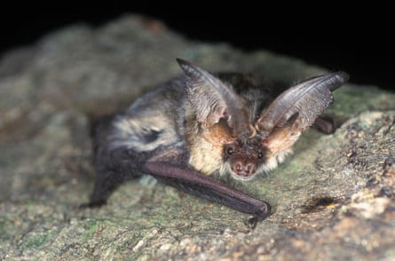 A grey long-eared bat showing its dark face and grey fur