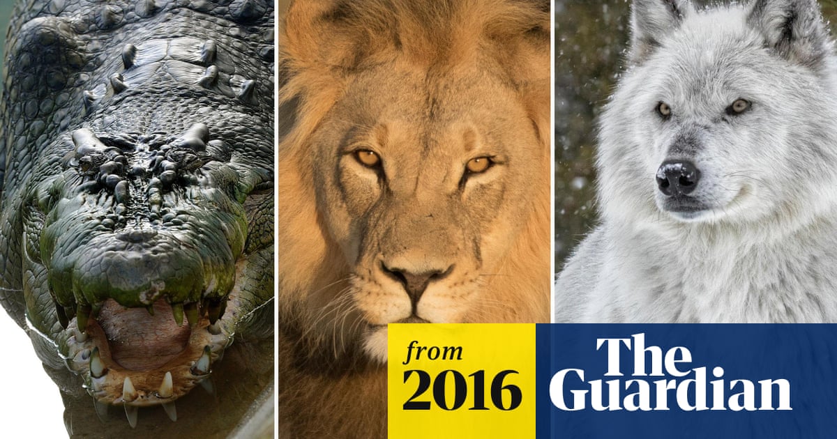 Revealed: the dangerous wild animals kept on UK private property | Animals  | The Guardian