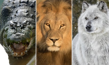 Revealed The Dangerous Wild Animals Kept On Uk Private Property Animals The Guardian