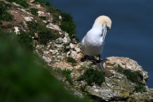 A gannet preens its feathers at RSPB Bempton Cliffs near Bridlington, UK. Seabirds migrate in large numbers from warmer climates to nest on the chalk cliffs at Bempton where they will spend the summer breeding and rearing their young