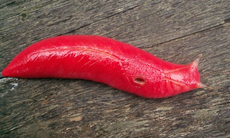The fluorescent pink slug is unique to Mount Kaputar in northern New South Wales, Australia