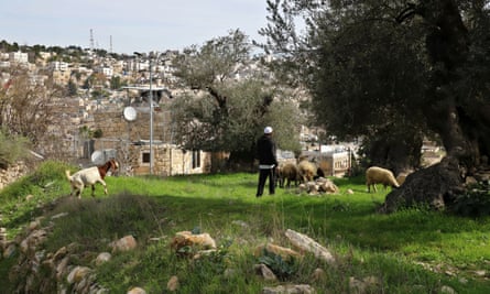 Jewish settler grazing sheep