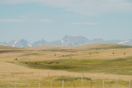 Scenic vista of grassy plains with bison dotting it, and mountains in the distance.