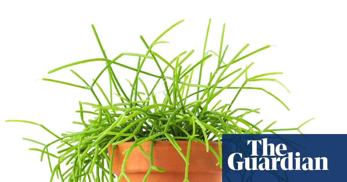 Houseplant clinic: why is my mistletoe cactus turning brown?