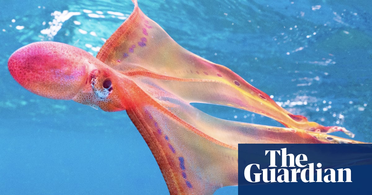 ‘Dancing through the water’: rare sighting of blanket octopus in Great Barrier Reef