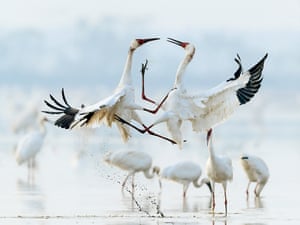 Garças brancas siberianas com pontas de asas pretas dançam no Santuário Cinco Estrelas, perto do Lago Poyang, na China.
