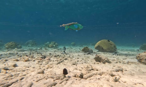 3D models of a trumpetfish and a stoplight parrotfish are dragged on an underwater pulley