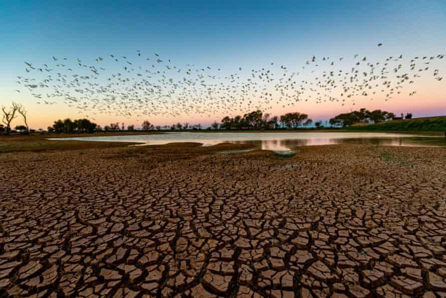 Beresford Railway Siding Ruins, Flocks of CorellasBeresford Railway Siding Ruins, Flocks of Corella's fly in the twilight sky, near a waterhole created by the unusually high rainfall in the area
