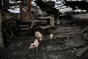 Donbas, UkrainePigs move around a destroyed agricultural facility in the village of Verkhniokamyanske