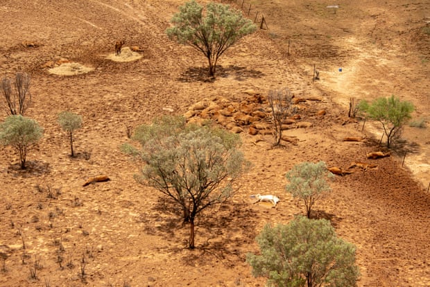 dead cattle in Queensland