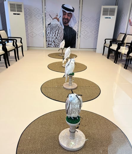 Four peregrine falcons on plinths in a small white room with rows of seats along two walls