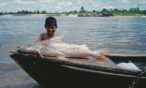 The dorado catfish is sometimes called the gilded catfish due to its silver and gold skin and can grow up to 2 metres in length.