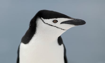 A chinstrap penguin in Hope Bay on Trinity Peninsula