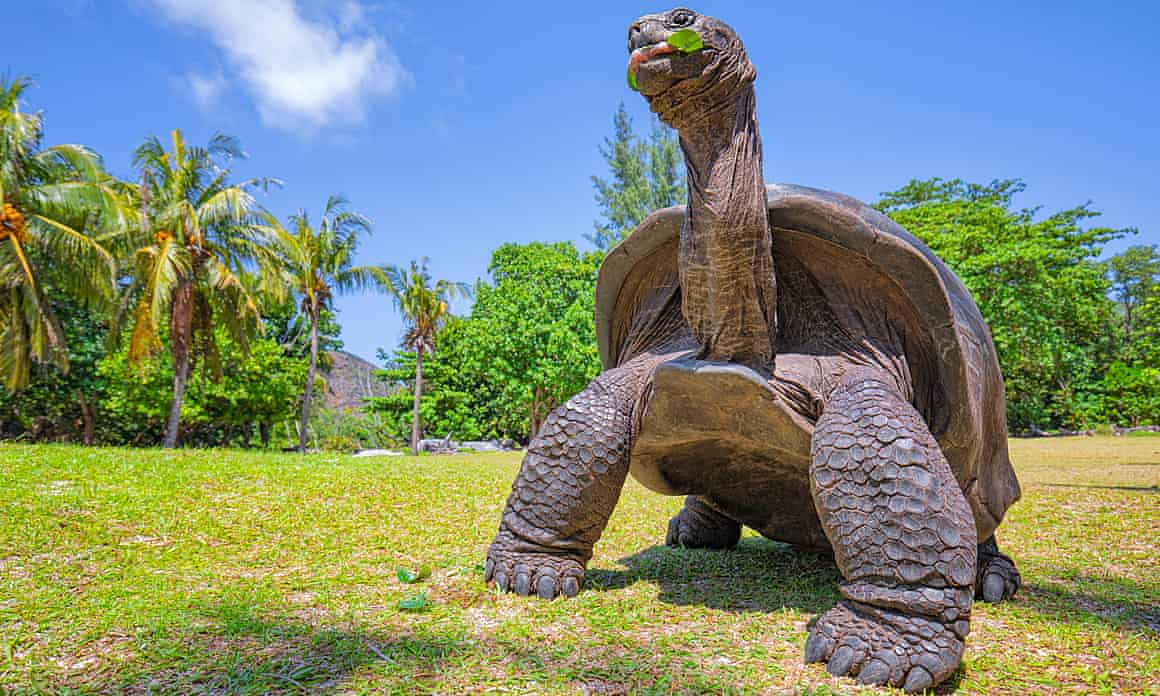 A giant tortoise walks toward the camera against the backdrop of a blue sky and tropical flora, its neck extended upwards as it chomps a green leaf.