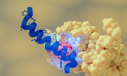 Illustration of a semaglutide peptide (blue) bound to its target glucagon-like peptide-1 (GLP-1, light pink). Semaglutide is antidiabetic and anti-obesity drug.