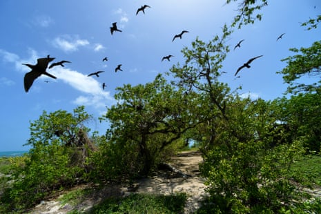 Birds fly above an unspoiled landscape of trees and shrubs.