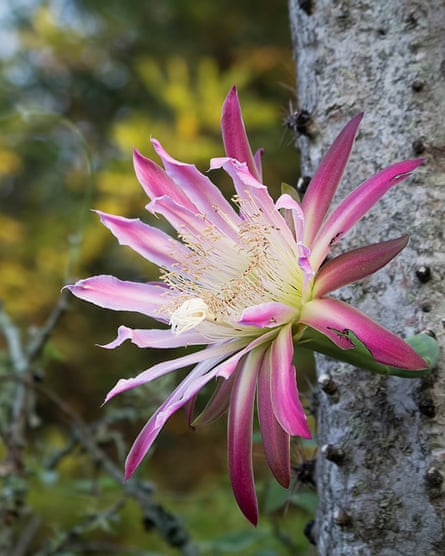 A spiky-leaved pink and white flower